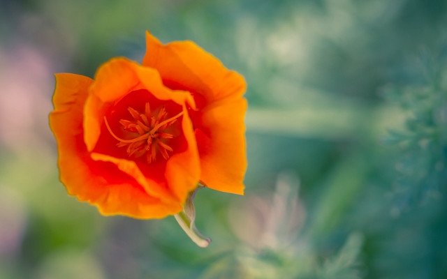 Flower autumn leaves blurry background free wallpaper - medium preview image