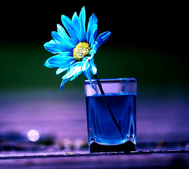 Blue flower glass water night free wallpaper - medium preview image