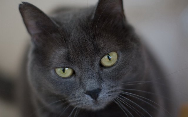 Black cat yellow eyes macro free wallpaper - medium preview image