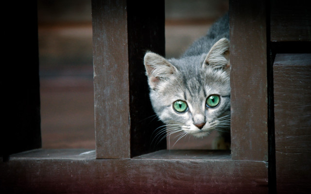 Kitten green eyes wooden door #2 free wallpaper - medium preview image