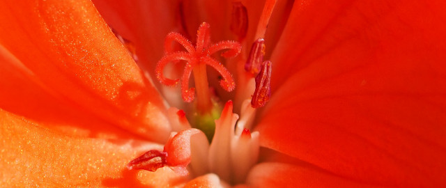 Red flower macro stamen sunset free wallpaper - medium preview image
