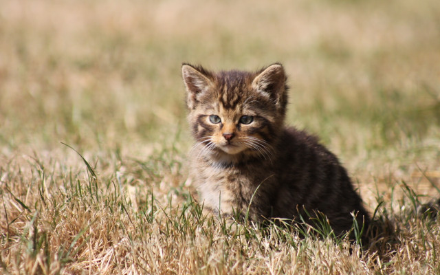 Small kitten field sad tilt free wallpaper - medium preview image
