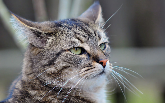 Cat green eyes looking away free wallpaper - medium preview image