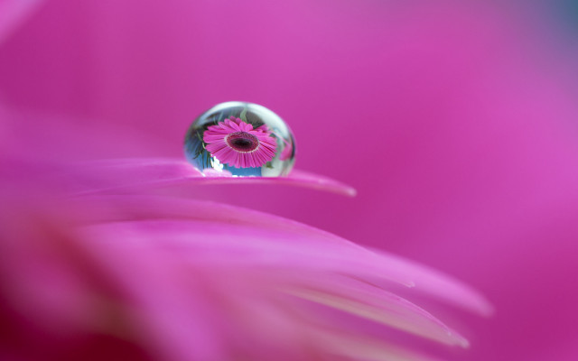 Pink flower waterdrop center blue free wallpaper - medium preview image