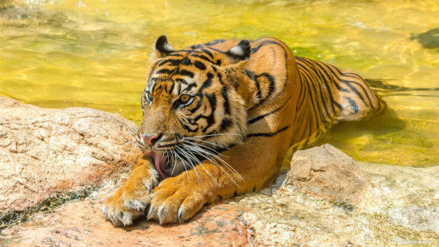 Tiger rock water open mouth free wallpaper - medium preview image