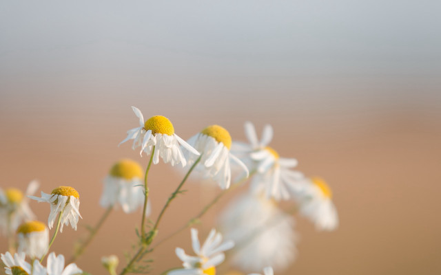 Daisies vase table shallow depth free wallpaper - medium preview image