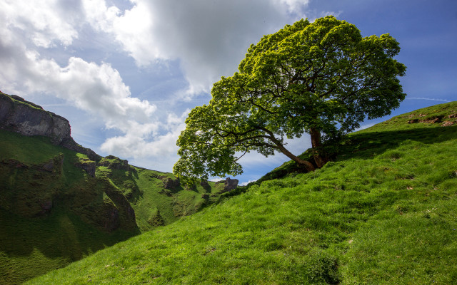 Tree hill clouds sky green free wallpaper - medium preview image