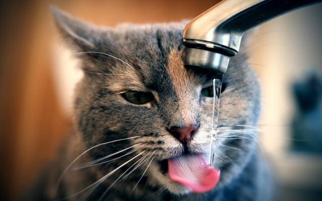 Cat drinking water faucet furry free wallpaper - medium preview image
