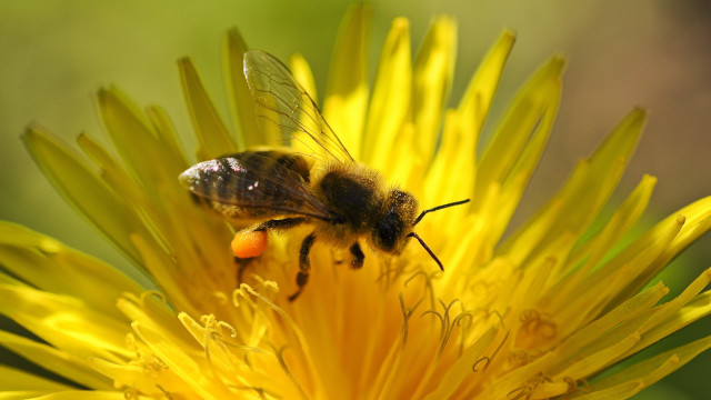 Bee flower macro burning fire free wallpaper - medium preview image