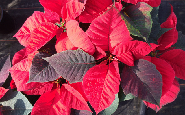 Poinsettia closeup vivid color macro free wallpaper - medium preview image
