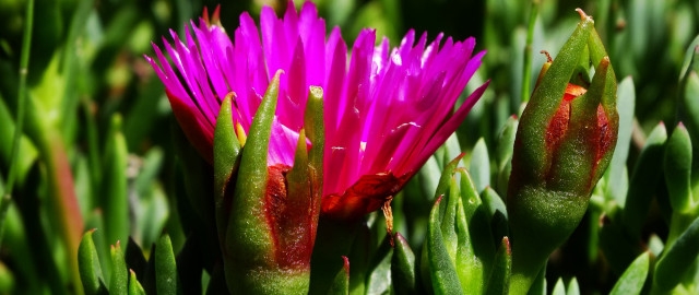 Flower grass background bokeh macro free wallpaper - medium preview image