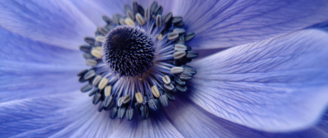 Blue flower white center yellow free wallpaper - medium preview image