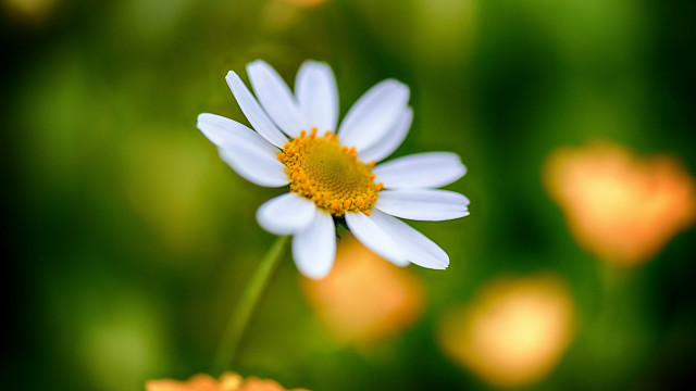 White flower yellow center field #3 free wallpaper - medium preview image