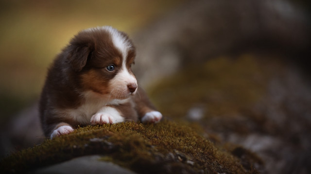 Puppy mossy surface sad shiba free wallpaper - medium preview image