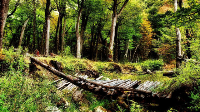 Wooden bridge forest trees grass free wallpaper - medium preview image