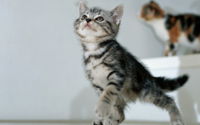 Kitten ledge mirror cat background free wallpaper - medium preview image