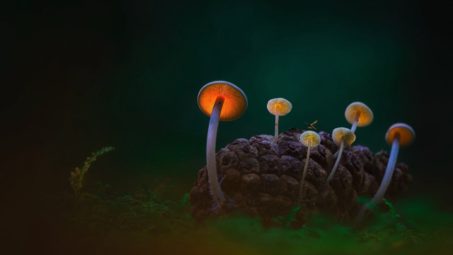 Mushrooms pinecone forest night biolu free wallpaper - medium preview image