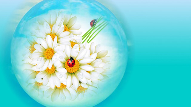 Ladybug flower blue sky ecological free wallpaper - medium preview image