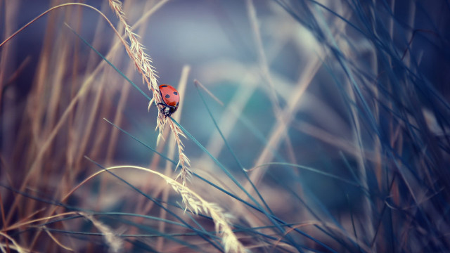 Red bird tall grass blue free wallpaper - medium preview image
