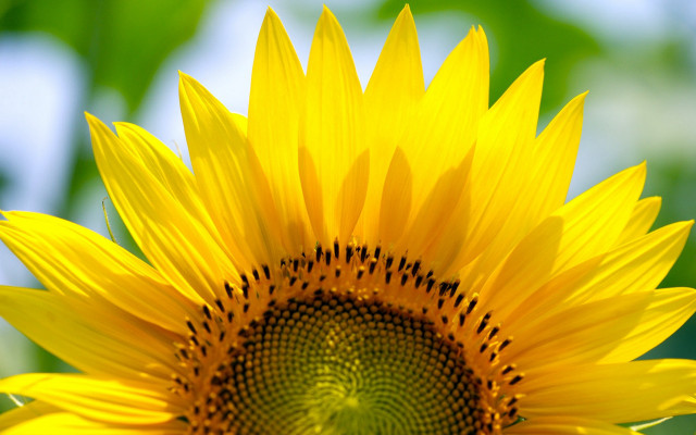 Sunflower green background blurry sky free wallpaper - medium preview image