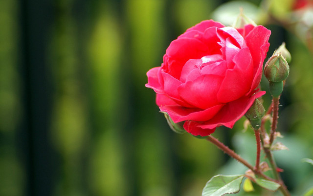 Red rose garden blurry macro free wallpaper - medium preview image