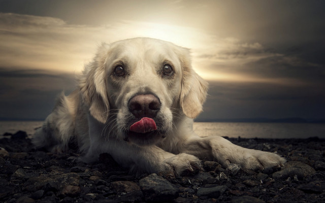 Dog beach sunset cloudy sky free wallpaper - medium preview image