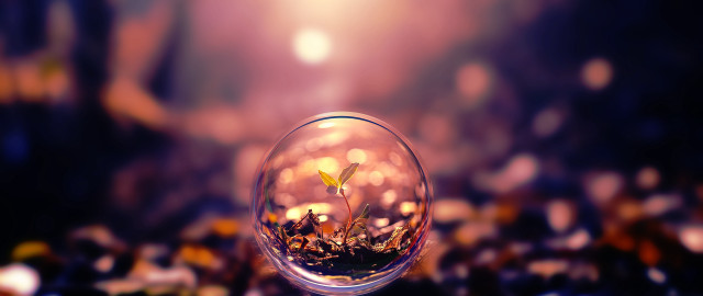 Glass ball plant tabletop blurry #3 free wallpaper - medium preview image