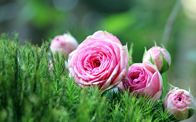 Pink roses green field macro free wallpaper - medium preview image