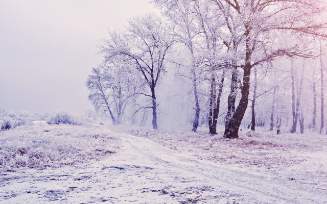 Snow covered forest road foggy free wallpaper - medium preview image