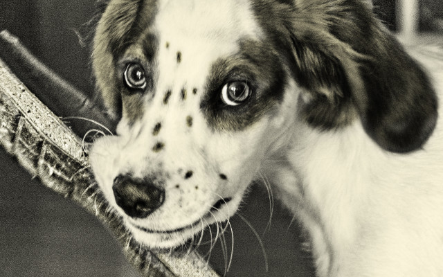Dog stick camera floor chair free wallpaper - medium preview image