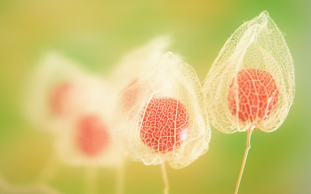 Red flowers green background macro free wallpaper - medium preview image