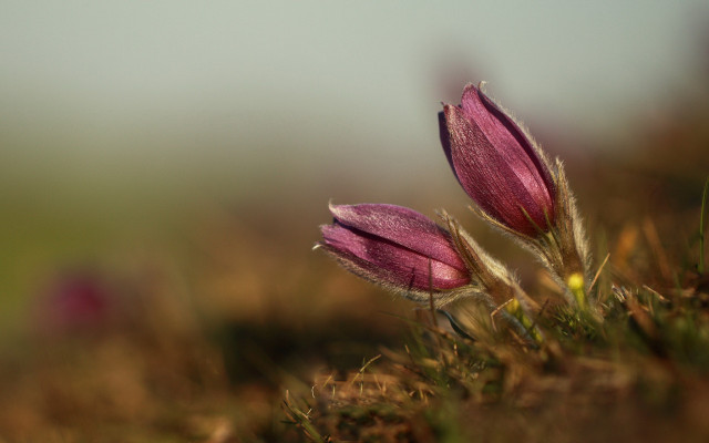 Pink flowers grass sunny field free wallpaper - medium preview image