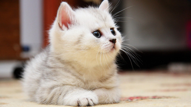 White kitten curious rug photo free wallpaper - medium preview image