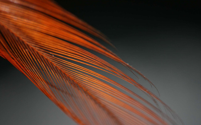 Red feather gray black macro free wallpaper - medium preview image