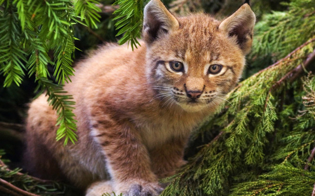 Curious kitten tree branch nature free wallpaper - medium preview image