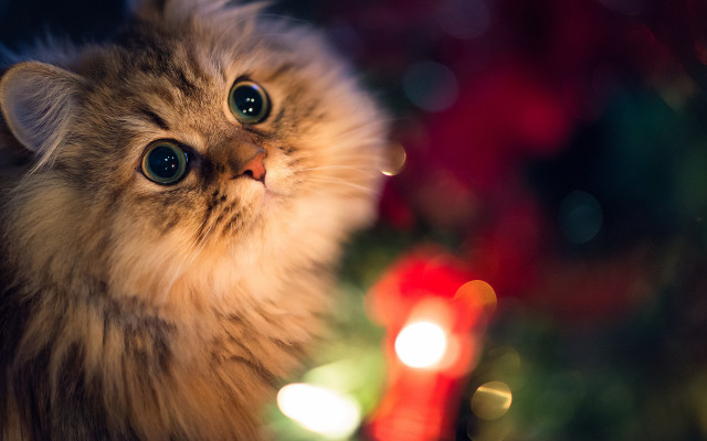 Cat christmas tree candle blurry free wallpaper - medium preview image