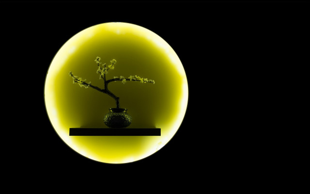 Vase small tree yellow circle free wallpaper - medium preview image