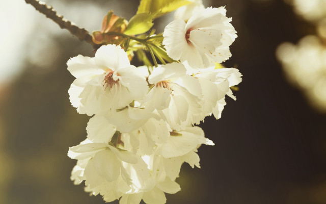 Dionisius daisy flower branch sunlight free wallpaper - medium preview image