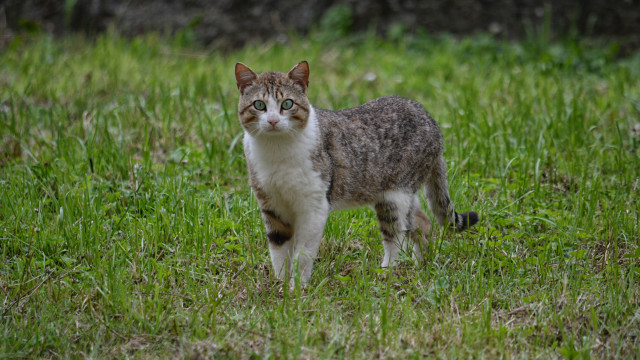 Curious cat in field neoplasticism free wallpaper - medium preview image