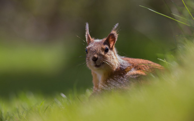 Squirrel sad grass camera nature free wallpaper - medium preview image