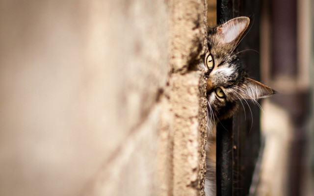Cat peeking window brick fence free wallpaper - medium preview image