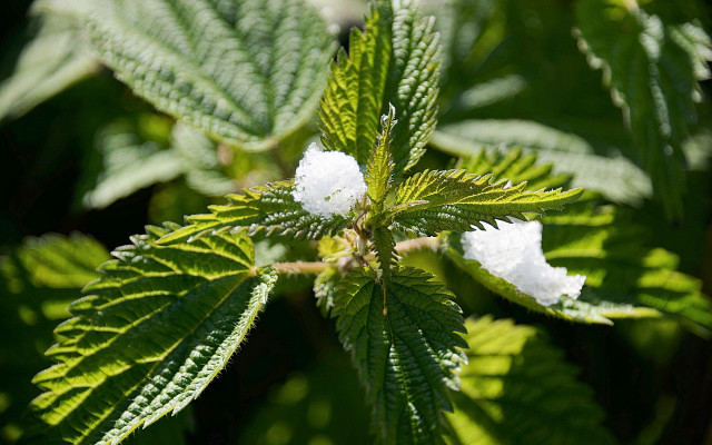 Leaf white flowers green background free wallpaper - medium preview image