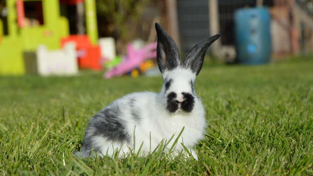 Rabbit grass toy house play free wallpaper - medium preview image