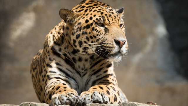 Leopard rock camouflage tiger animals free wallpaper - medium preview image