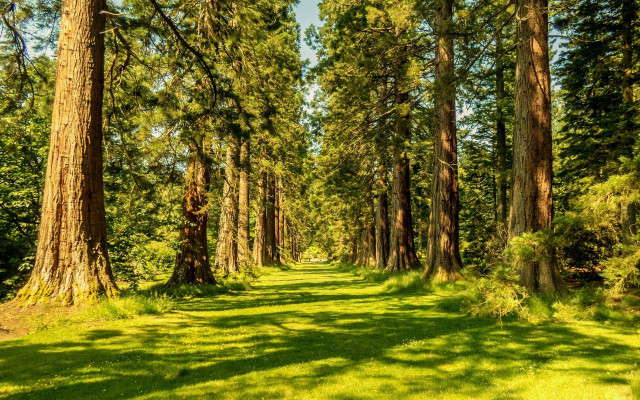 Forest path trees grassy field free wallpaper - medium preview image