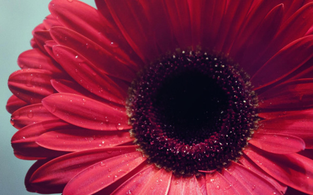 Red flower water droplets blue #2 free wallpaper - medium preview image