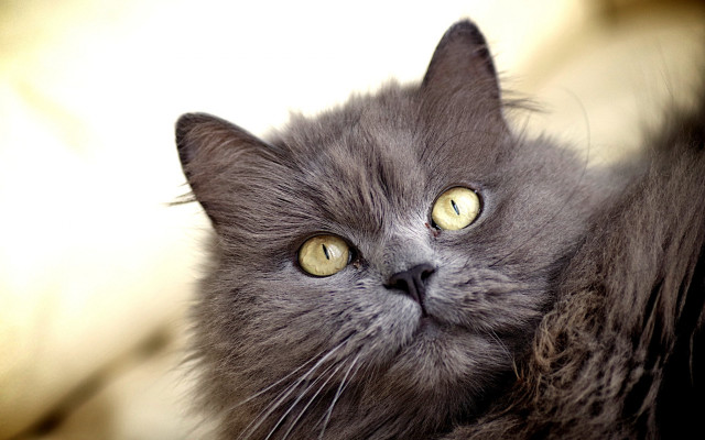 Gray cat yellow eyes upward free wallpaper - medium preview image