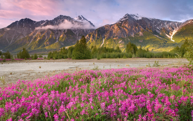 Flower field mountains sunset pink #2 free wallpaper - medium preview image