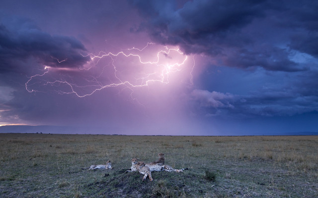 Lions lightning grass field night free wallpaper - medium preview image