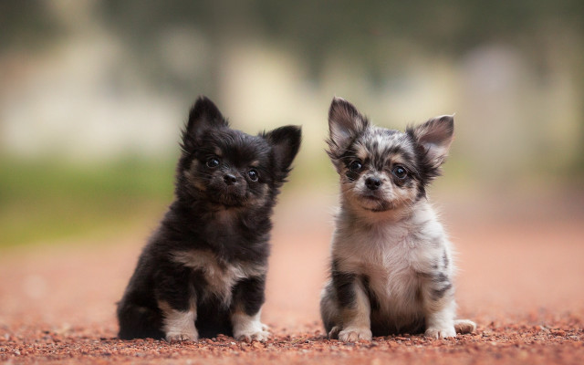 Small dogs dirt field tilt free wallpaper - medium preview image